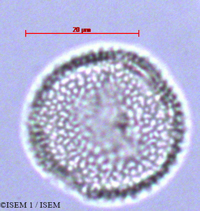 ISEM 1/Anthurium_coriaceum_16756/Anthurium_coriaceum_16756_0001(copy).jpg